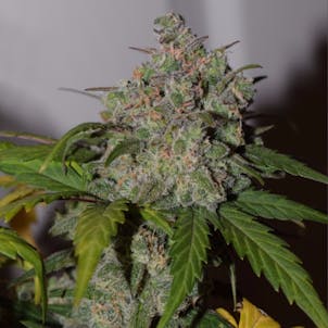 Photo of Tangie'Matic