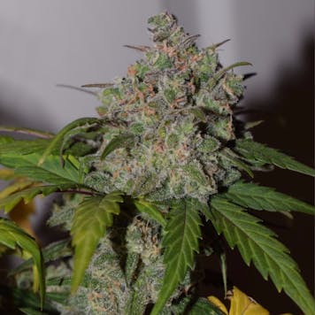 Photo of Tangie'Matic