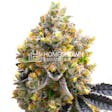 Product image for Sweet Island Feminized