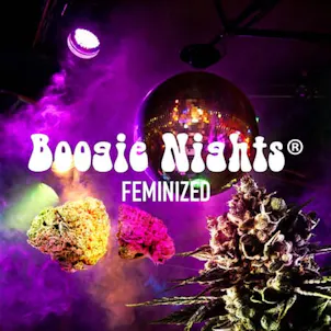 Photo of Boogie Nights Feminized