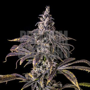 Photo of Purple Haze