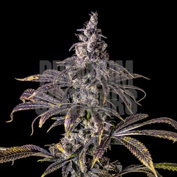 Photo of Purple Haze