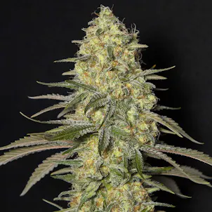 Photo of Biscotti Seeds - Autoflower