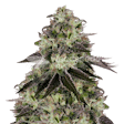 Product image for Biscotti Feminized Seeds