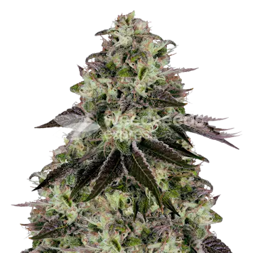 Photo of Biscotti Feminized Seeds