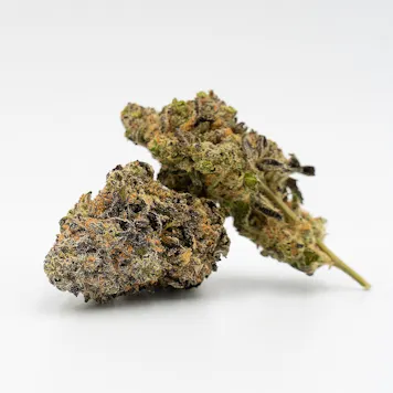 Photo of Cake Bomb Feminized