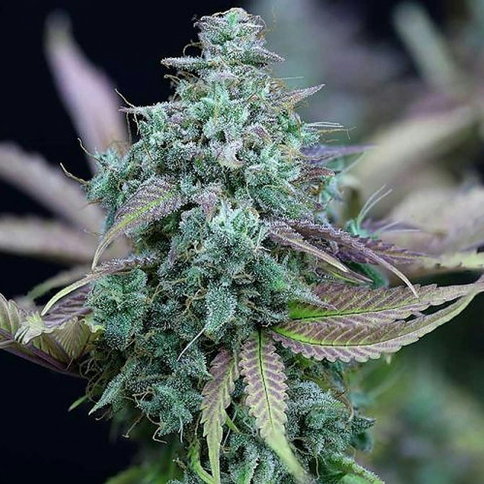 Seedsman Strawberry Cheesecake Auto Leafly