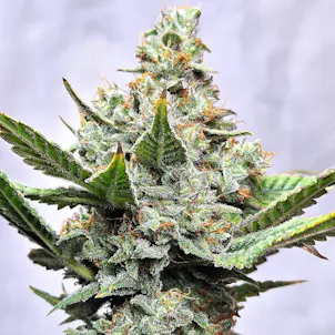 Photo of Prime8 Fuel
