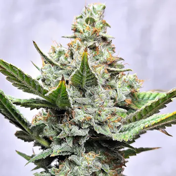 Photo of Prime8 Fuel