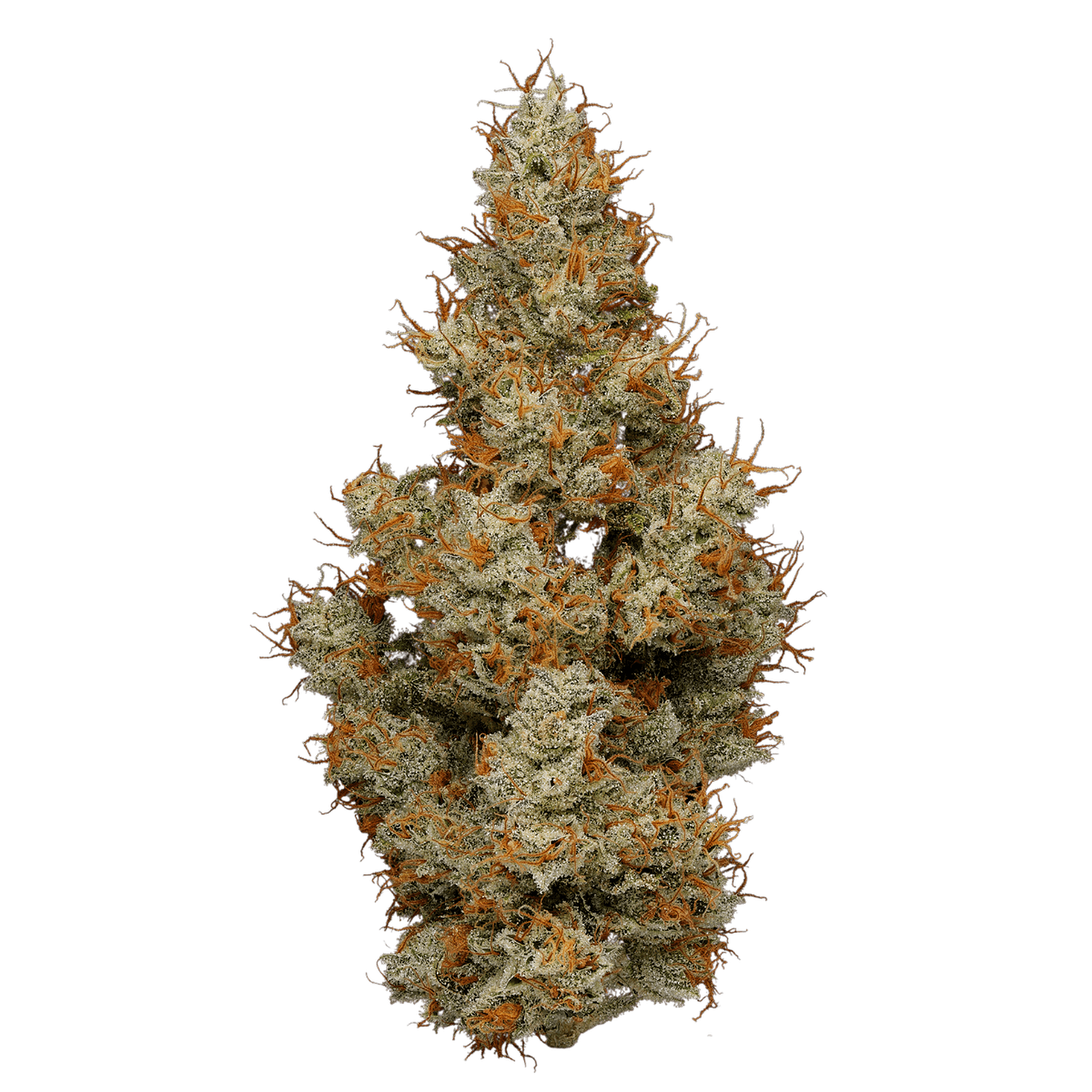 A Golden State Lava Flower (Sativa) 1/8 Leafly