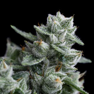 Product image for RudeBoi OG