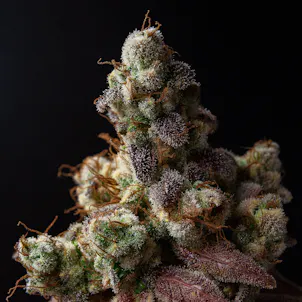 Photo of Star Stomper