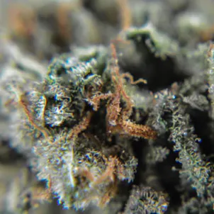 Photo of Three Queens