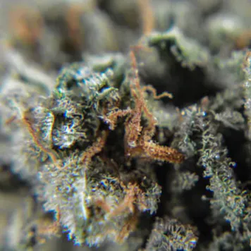 Photo of Three Queens