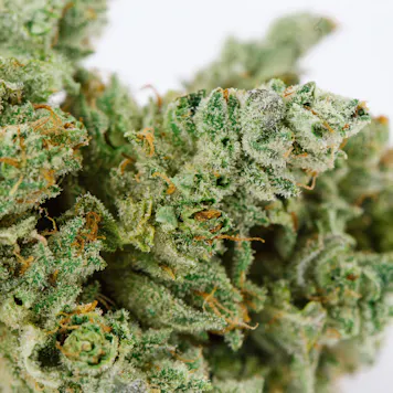 Photo of GG4 (f.k.a. Gorilla Glue #4) (bred by GG Strains, cut from Archive Portland)