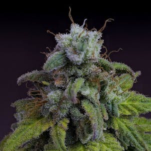 Photo of Cherry Dream