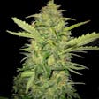 Product image for AK-39 Cannabis Seeds Feminized