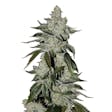 Product image for Girl Scout Cookies Autoflower