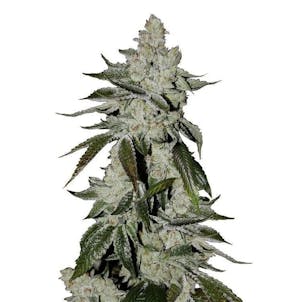 Photo of Girl Scout Cookies Autoflower