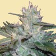 Product image for AUTO BLUE TOOTH CAKE AUTOFLOWERING SEEDS