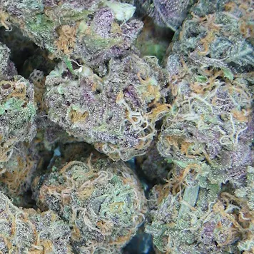 Photo of Blue Dream seeds