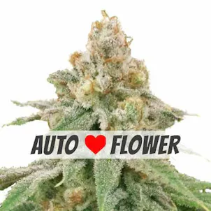 Photo of Wedding Cake Autoflower Seeds