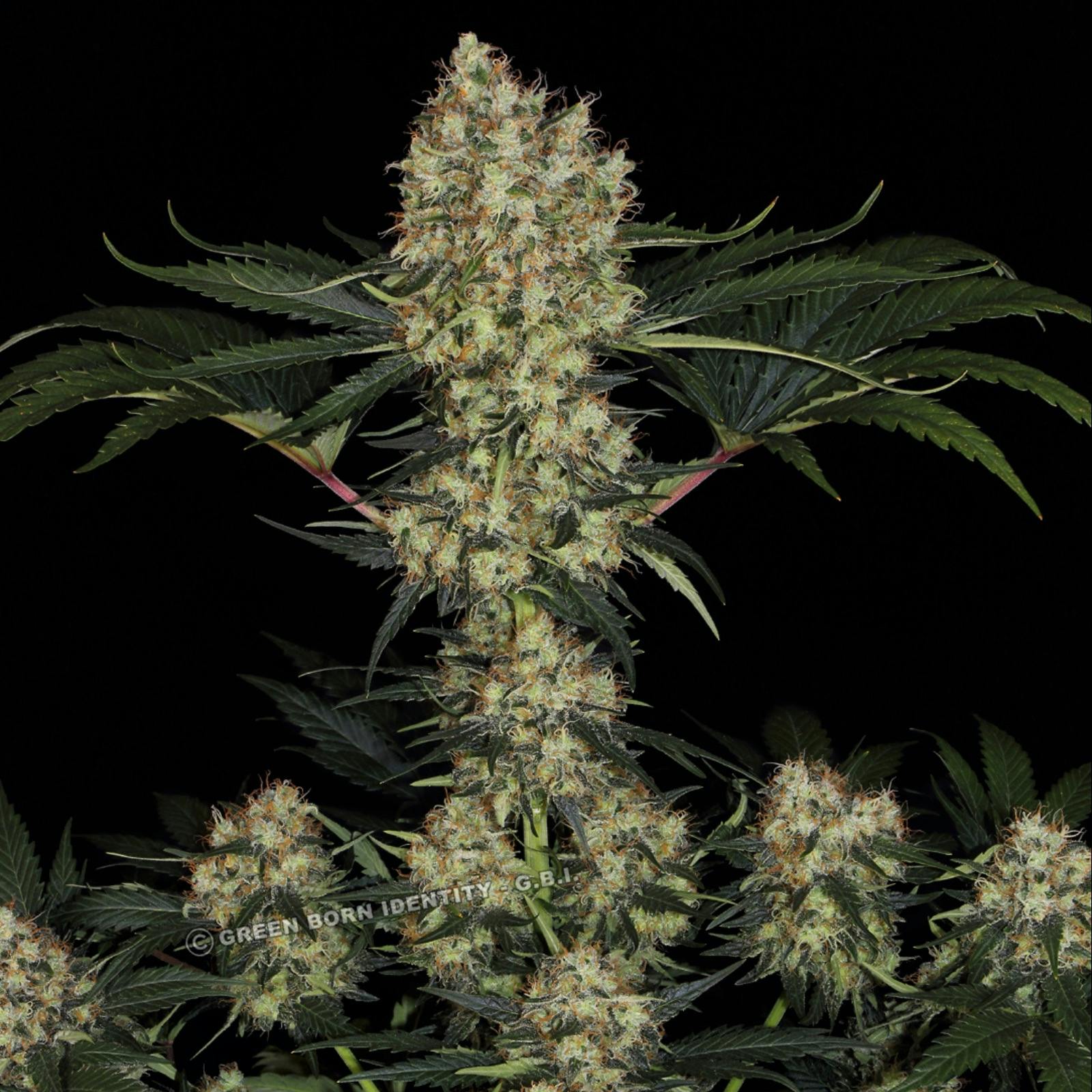 Paradise Seeds: TOMMY CHONG'S™ - MENDOCINO SKUNK | Leafly