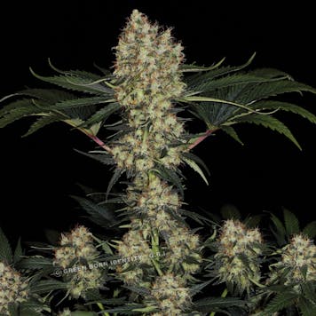 Photo of TOMMY CHONG'S™ - MENDOCINO SKUNK