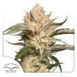Product image for Auto Trichome & Cream