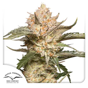 Photo of Auto Trichome & Cream