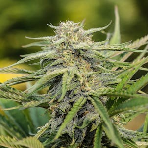 Photo of Sour Suver Haze Seedless