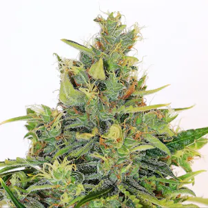 Photo of Amnesi-K Lemon