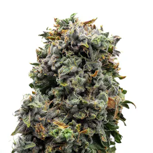 Photo of Good Day Farm: Zkittlez x Gush Mintz | Exotics Flower | 3.5g