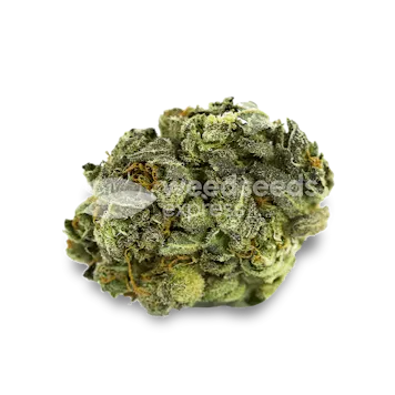 Photo of Berner's Cookies Feminized Seeds