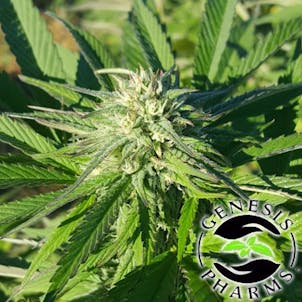 Photo of Durban Poison