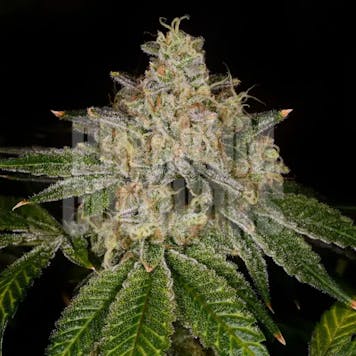 Photo of Yellow Fruit Stripe