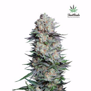 Photo of Mexican Airlines