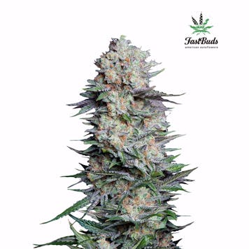 Photo of Mexican Airlines