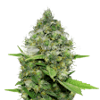 Product image for Diesel CBD Feminized Seeds