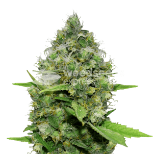 Photo of Diesel CBD Feminized Seeds