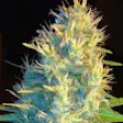 Product image for Double Dream Fem Seeds