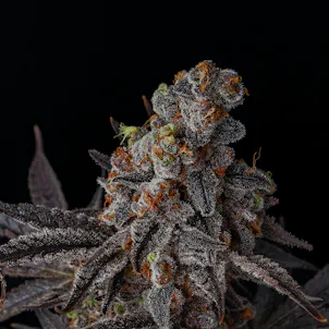 Photo of Miracle Alien Cookies