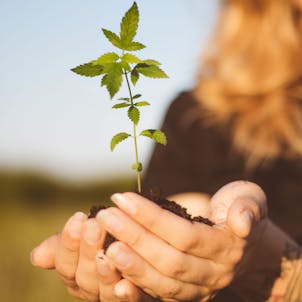 Photo of Mango Smoothie Tincture - 2000mg Full Spectrum CBD Oil