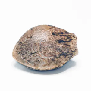 Photo of ORIGINAL WHITE WIDOW (IBL)