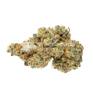 Photo of Maple Leaf Feminized Seeds