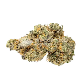 Photo of Maple Leaf Feminized Seeds