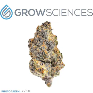 Photo of Tropicana Punch (3.7)