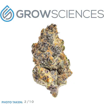 Photo of Tropicana Punch (3.7)