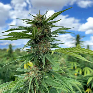 Photo of T1 Trump CBD Feminized Hemp Seeds