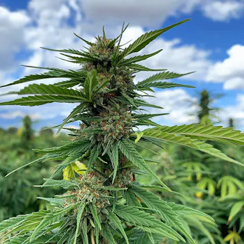 Photo of T1 Trump CBD Feminized Hemp Seeds